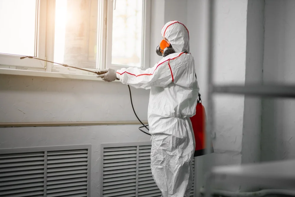 Professional mold remediation services in Marion, CT